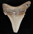 Angustidens Tooth - Megalodon Ancestor #12022-1